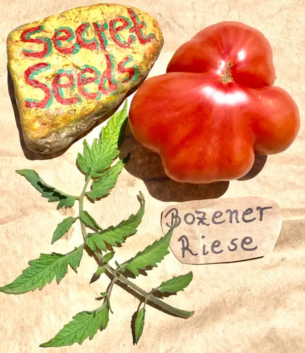 Tomaten: Bozener Riese