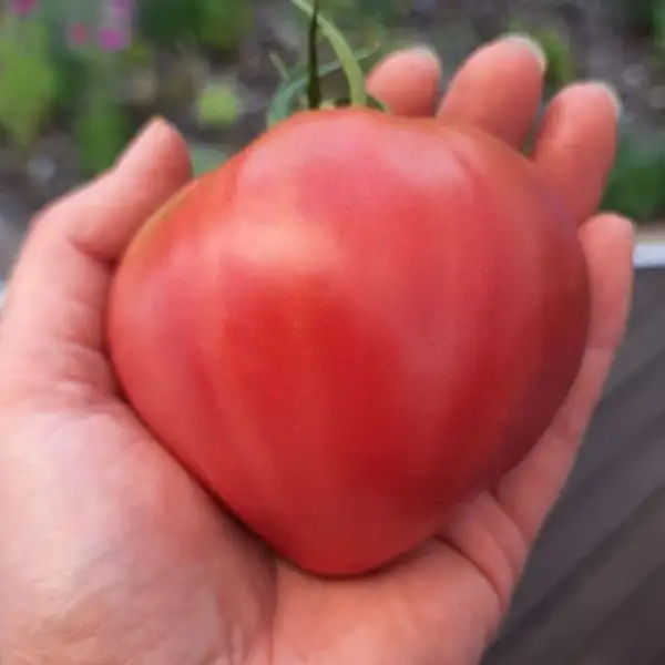 Tomaten: Bozener Riese