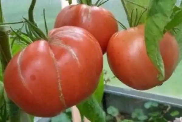 Tomaten: Bozener Riesen