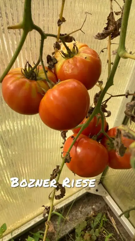 Tomaten: Bozner Riese