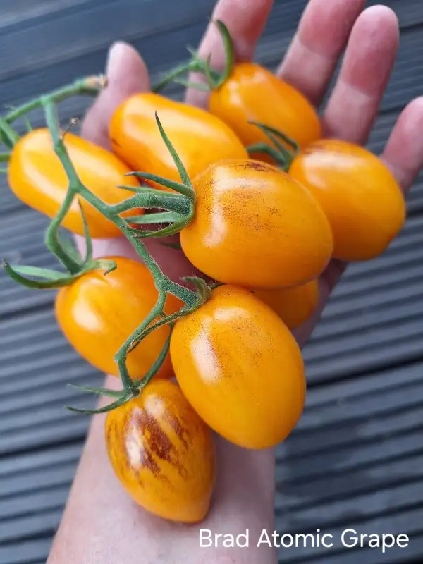 Tomaten: Brad Atomic Grape