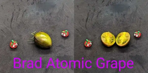 Tomaten: Brad Atomic Grapes