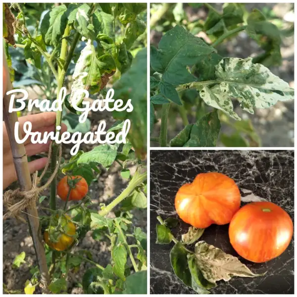 Tomaten: Brad Gates Variegated