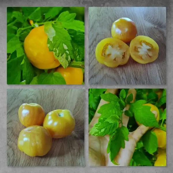 Tomaten: Brad Gates variegated yellow