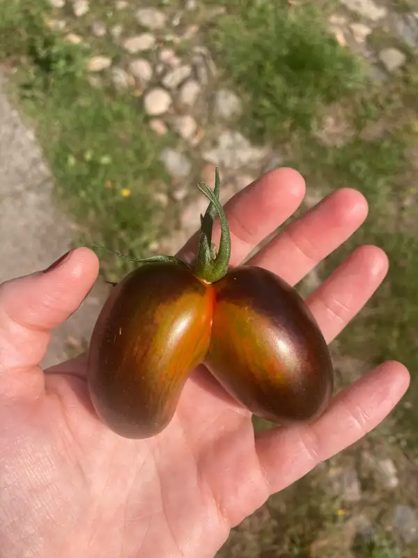 Tomaten: Brad´s Atomic Grape