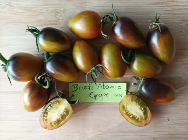 Tomaten: Brad