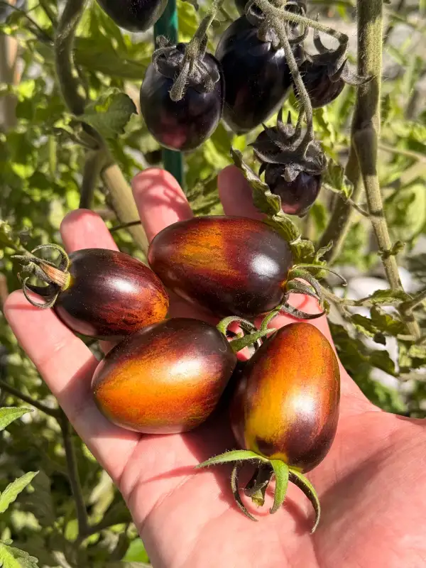 Tomaten: Brad