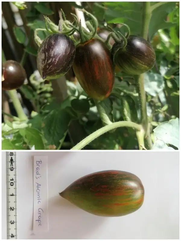 Tomaten: Brad