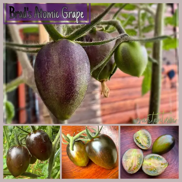 Tomaten: Brad‘s Atomic Grape