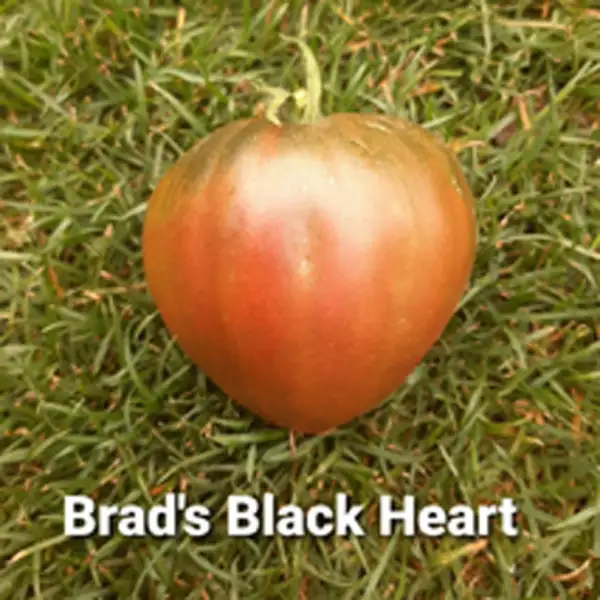 Tomaten: Brad