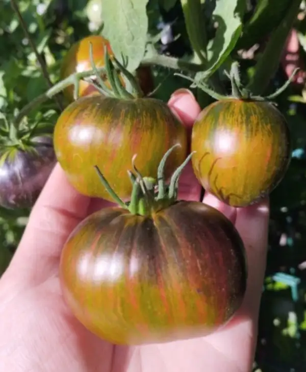 Tomaten: Brads atomic Fusion