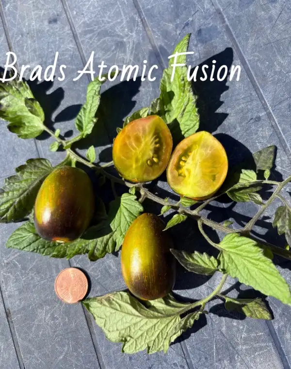 Tomaten: Brads atomic Fusion