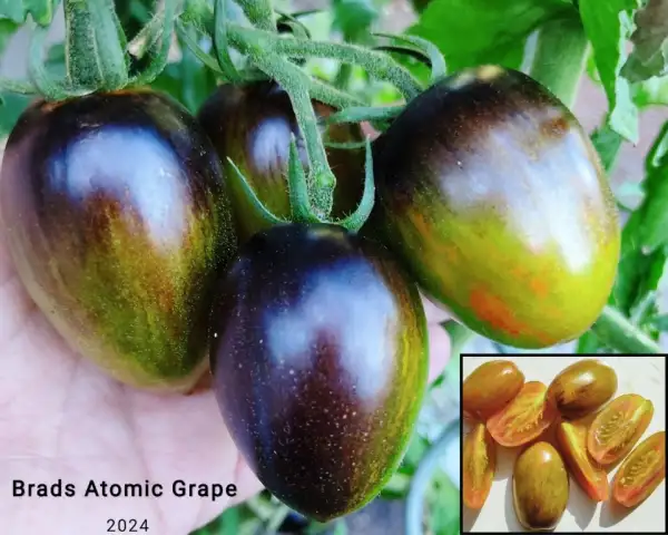 Tomaten: Brads Atomic Grape