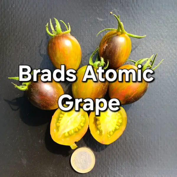 Tomaten: Brads Atomic Grape