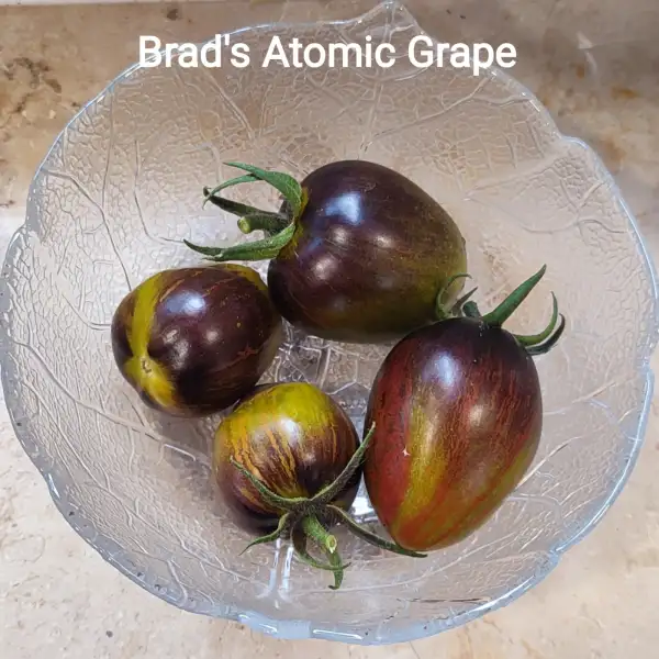 Tomaten: Brads Atomic Grape