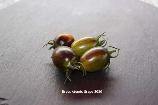 Tomaten: Brads Atomic Grape