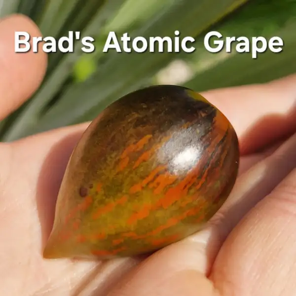 Tomaten: Brads Atomic Grape