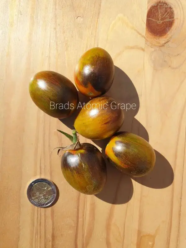 Tomaten: Brads Atomic Grape