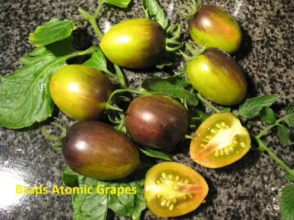 Tomaten: Brads Atomic Grape