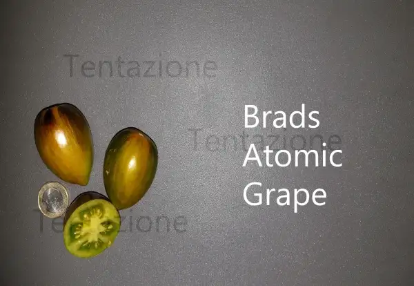 Tomaten: Brads Atomic Grapes