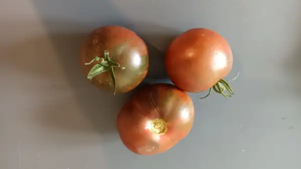 Tomaten: Brads Black Heart