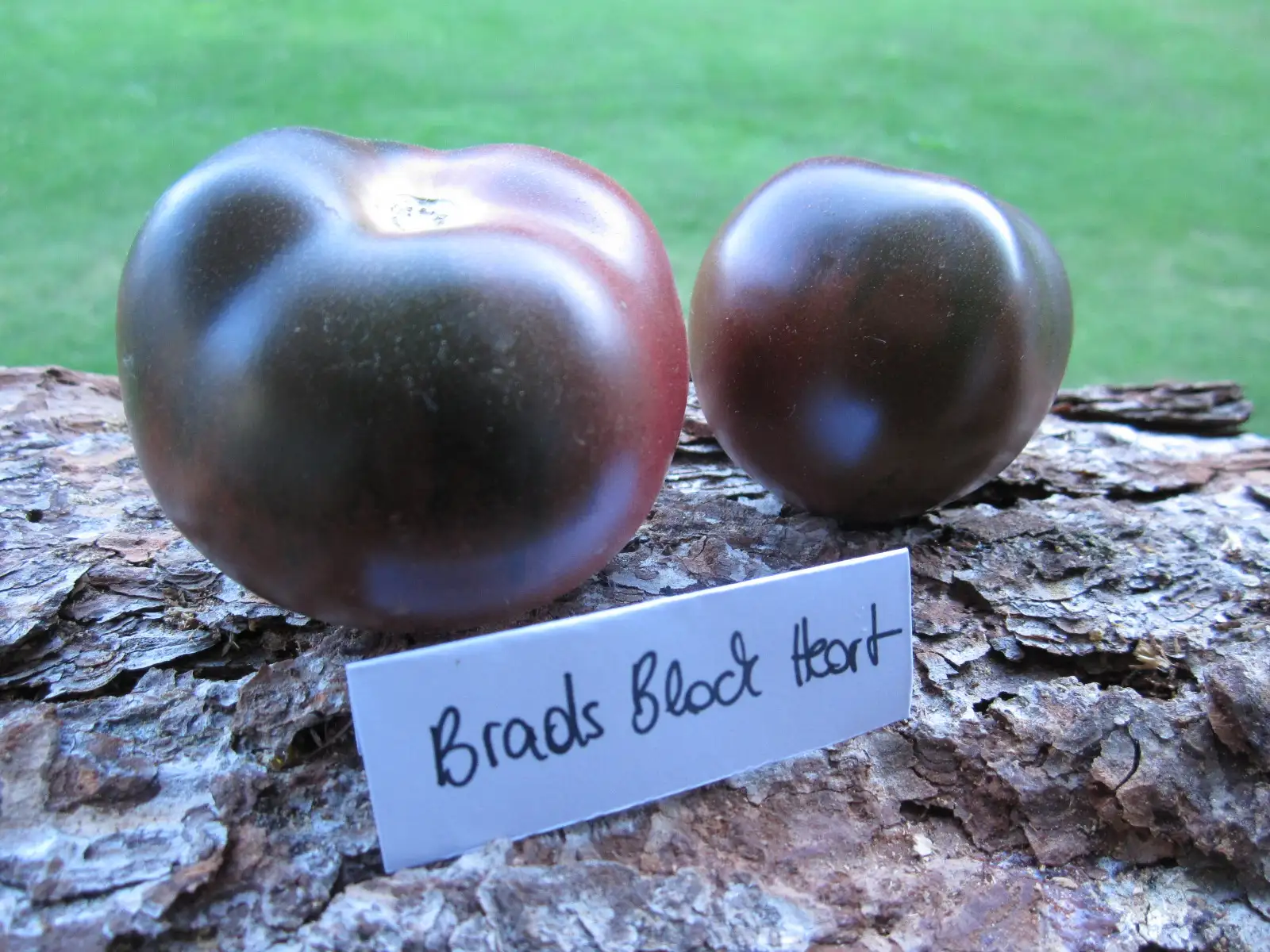Tomaten: Brads Black Heart