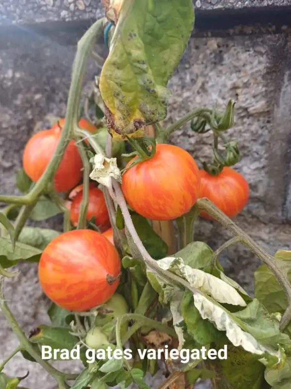 Tomaten: Brand Gates variegated