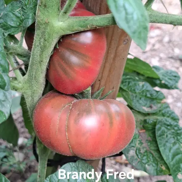 Tomaten: Brandy Fred
