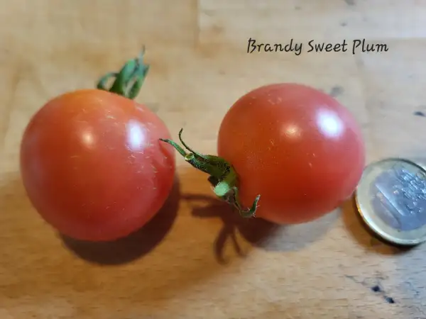 Tomaten: Brandy Sweet Plum