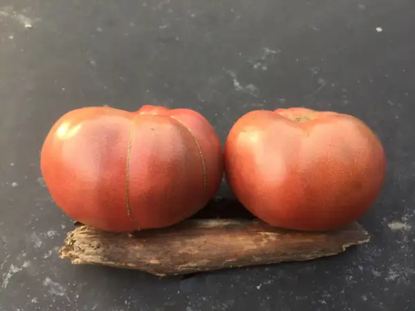 Tomaten: BrandyFred