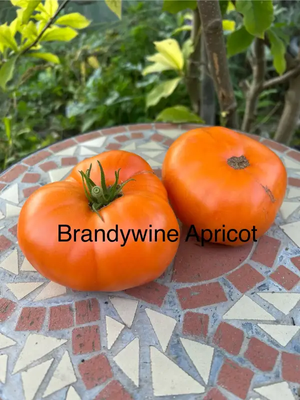 Tomaten: Brandywine Apricot