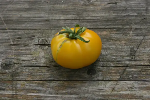 Tomaten: Brandywine Apricot