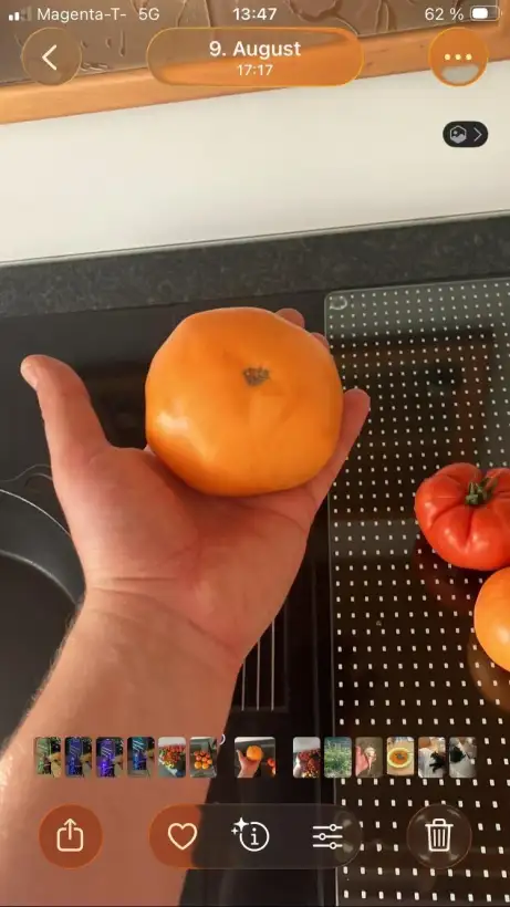 Tomaten: Brandywine Apricot
