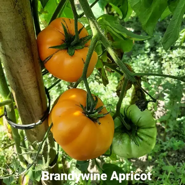 Tomaten: Brandywine Apricot