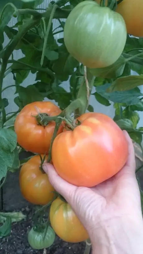 Tomaten: Brandywine Apricot