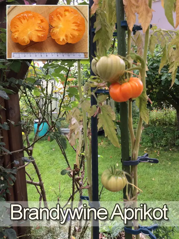 Tomaten: Brandywine Apricot