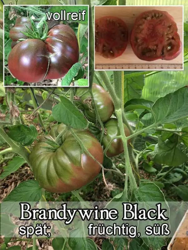 Tomaten: Brandywine Black