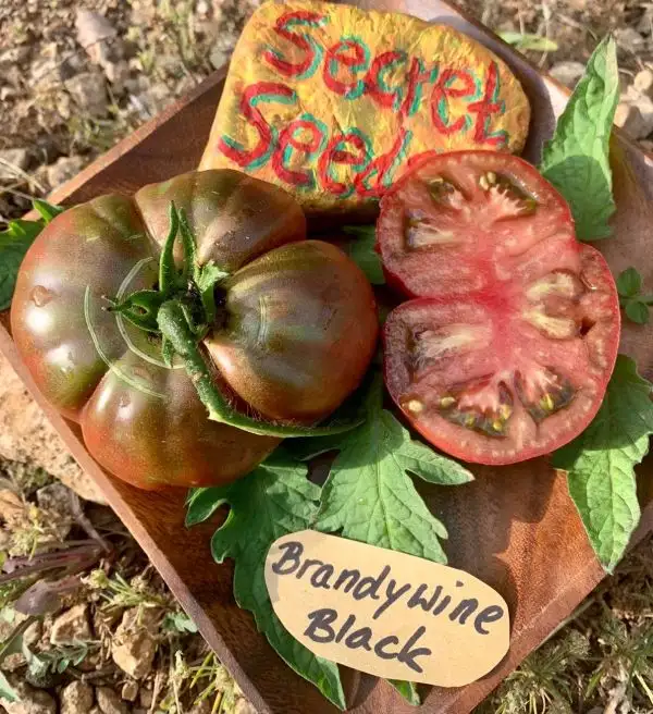 Tomaten: Brandywine Black