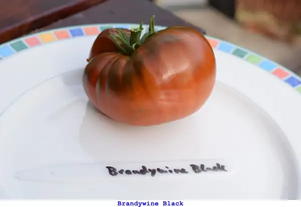 Tomaten: Brandywine Black