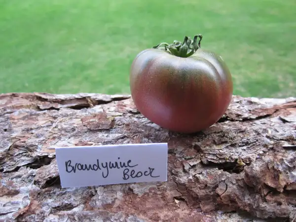 Tomaten: Brandywine Black