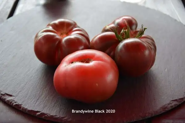 Tomaten: Brandywine Black