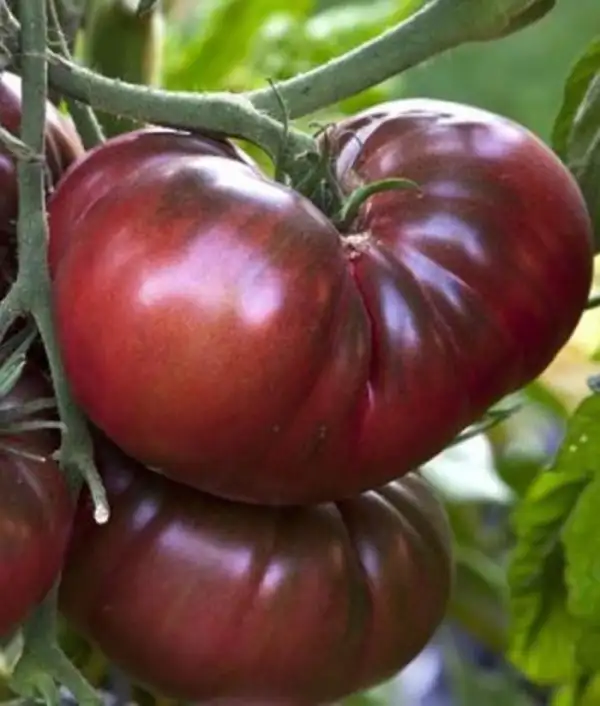 Tomaten: Brandywine Black