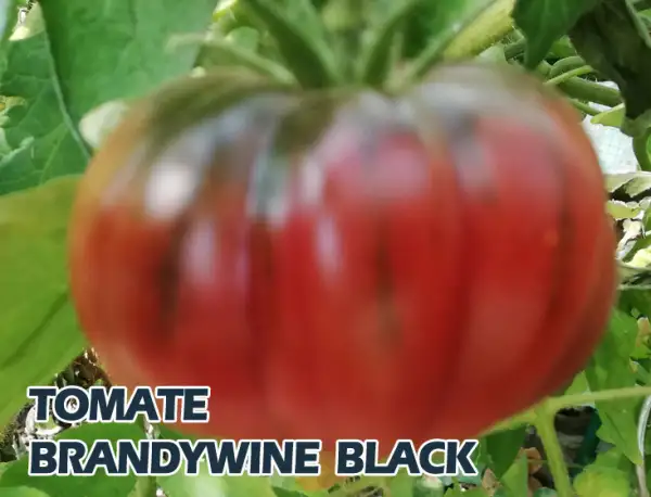 Tomaten: Brandywine Black