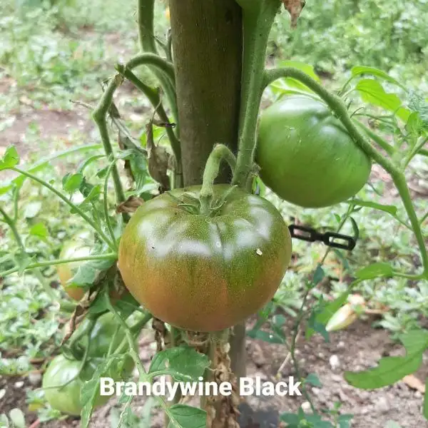 Tomaten: Brandywine Black