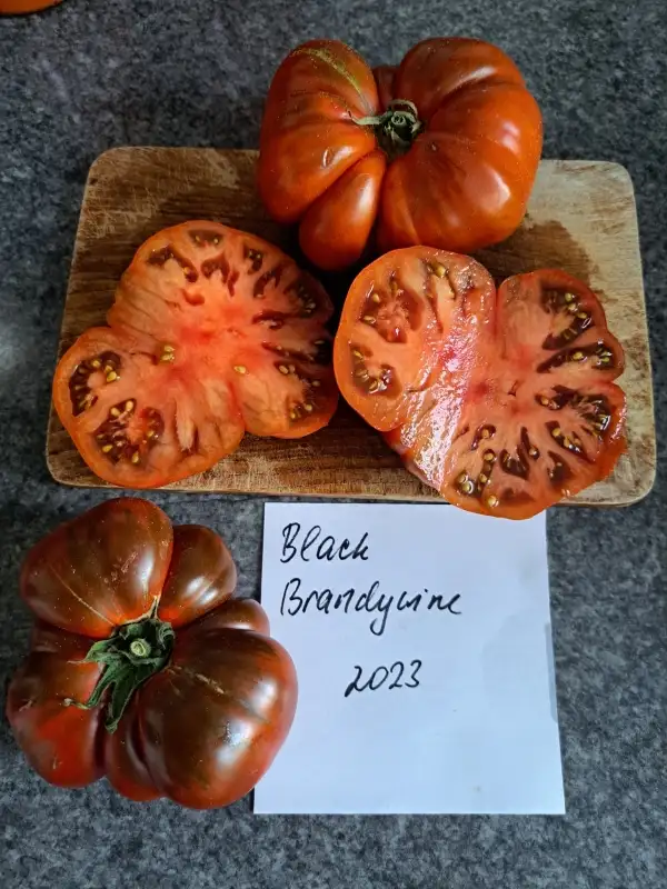 Tomaten: Brandywine Black