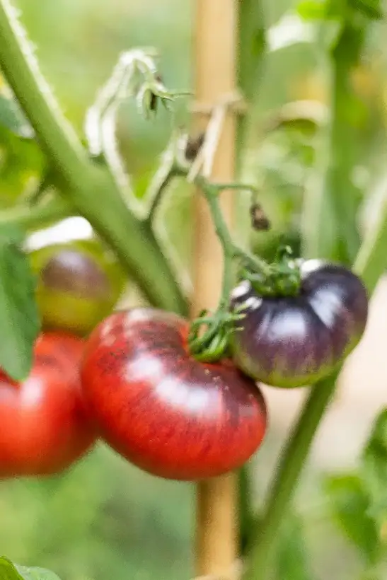 Tomaten: Brandywine Black ( Kat# 2430 )