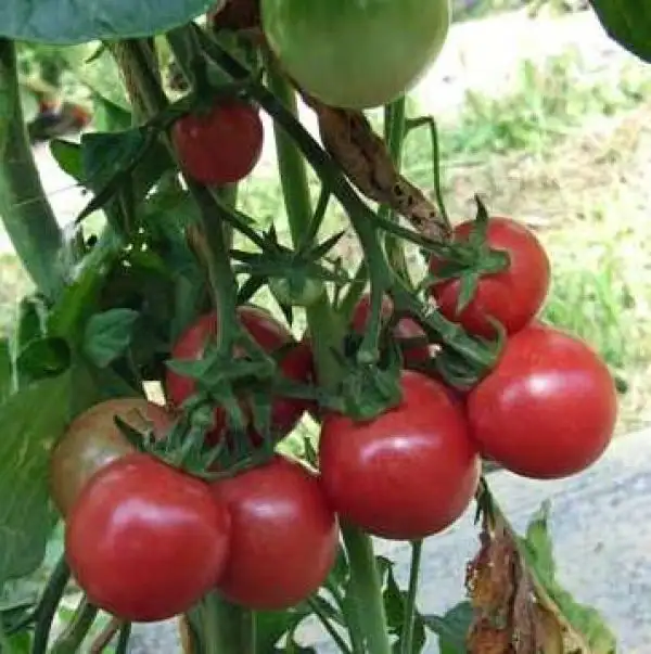 Tomaten: Brandywine Cherry