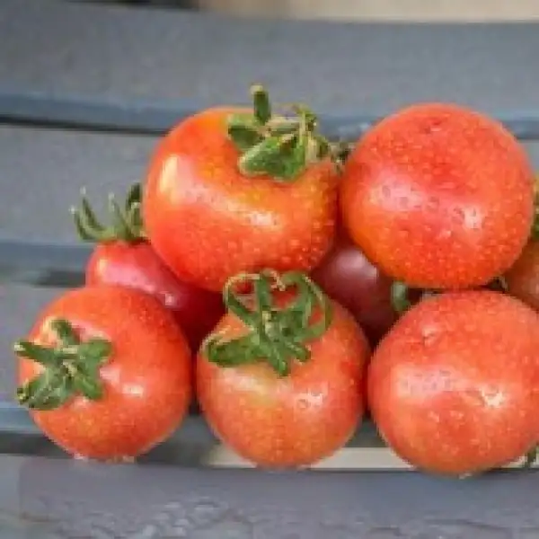 Tomaten: Brandywine Cherry