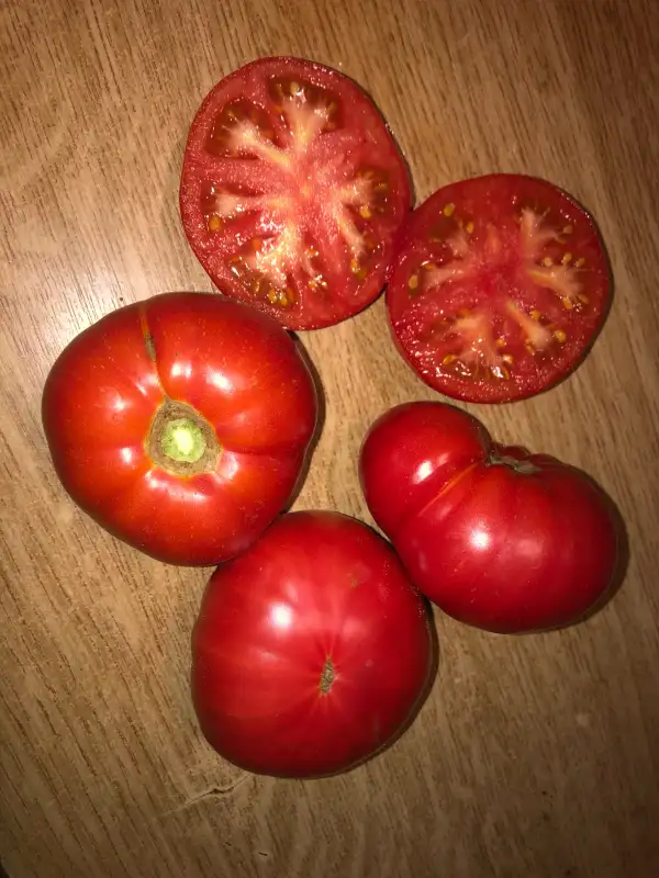 Tomaten: Brandywine Cowlick