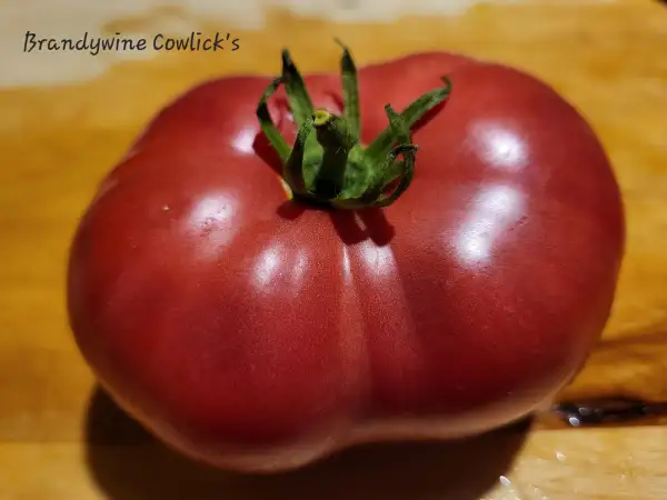 Tomaten: Brandywine Cowlick´s